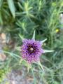 Tragopogon porrifolius