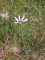 Tragopogon porrifolius