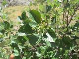 Sorbus umbellata