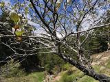 Sorbus umbellata