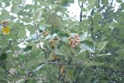 Sorbus umbellata