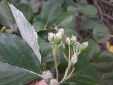 Sorbus umbellata