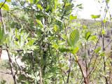 Sorbus umbellata