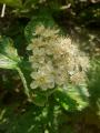 Sorbus umbellata