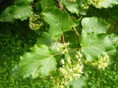 Acer tataricum