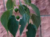 Celtis australis