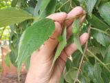 Celtis australis