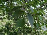 Celtis australis