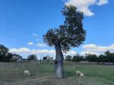 Celtis australis