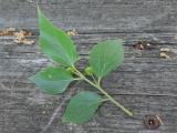 Celtis australis