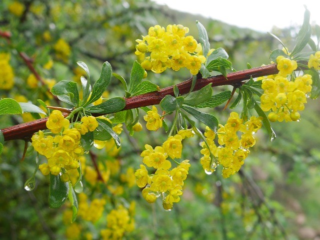 Berberis crataegina