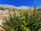 Berberis crataegina