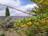 Berberis crataegina