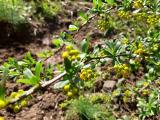 Berberis crataegina