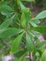 Berberis crataegina