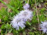 Globularia trichosantha