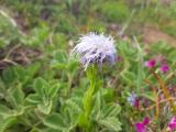 Globularia trichosantha