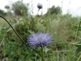 Globularia trichosantha