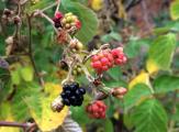 Rubus caesius