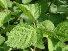 Rubus caesius