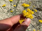 Achillea gypsicola