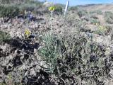 Achillea gypsicola