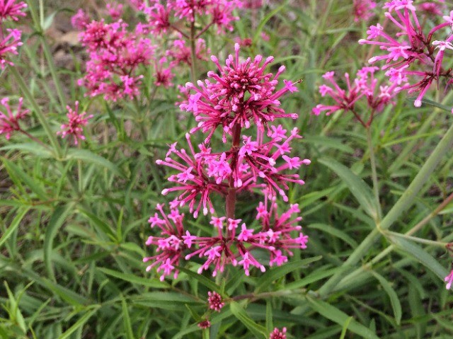 Centranthus longiflorus