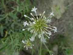 Centranthus longiflorus