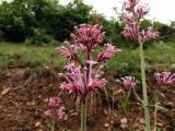 Centranthus longiflorus