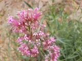 Centranthus longiflorus