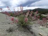 Centranthus longiflorus