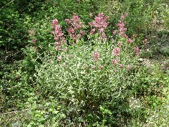 Centranthus longiflorus