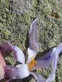 Crocus pallasii