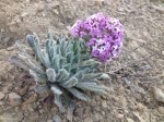 Hesperis isatidea