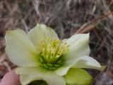 Helleborus orientalis