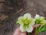 Helleborus orientalis