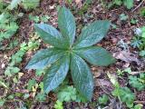 Helleborus orientalis