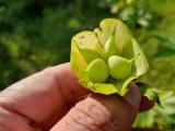 Helleborus orientalis