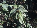 Cistus laurifolius