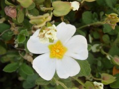 Cistus laurifolius