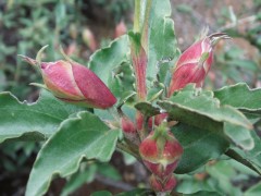 Cistus laurifolius