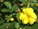 Jasminum mesnyi