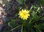 Ranunculus ficaria