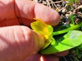 Ranunculus ficaria