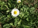 Bellis perennis