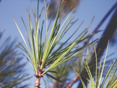 Pinus strobus