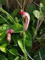 Arisarum vulgare