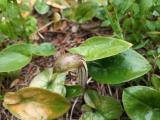 Arisarum vulgare