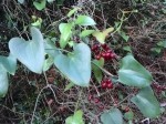 Smilax aspera