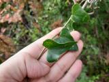 Smilax aspera